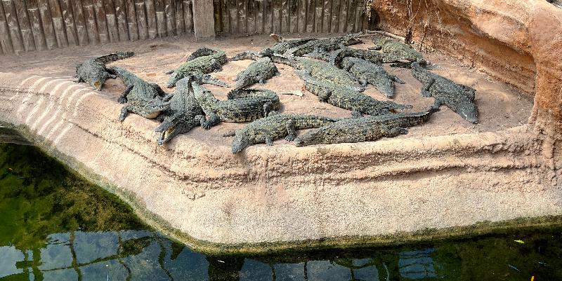 illustration de Terre de dragons près de Poitiers : une aventure entre crocodiles et plantes exotiques