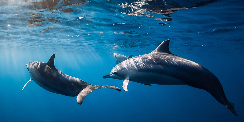 L’expo "Plongée sonore avec les cétacés" à Toulon