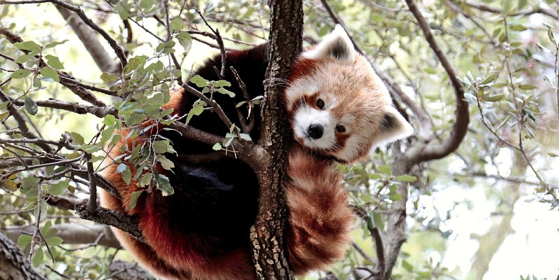 Des pandas roux à la Barben