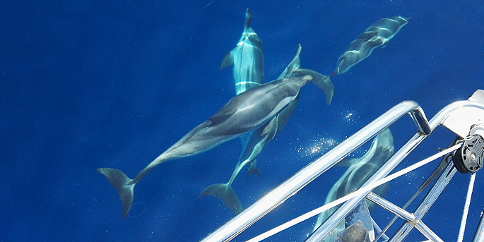 illustration de Le chant des dauphins