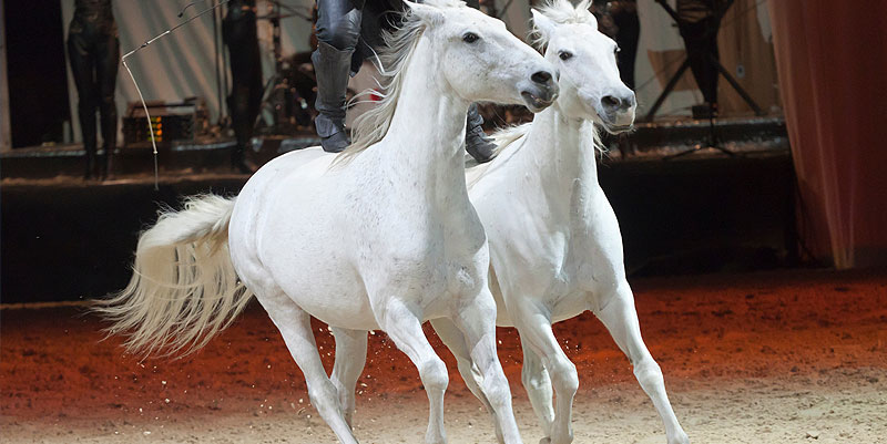 illustration de Cheval Passion à Avignon