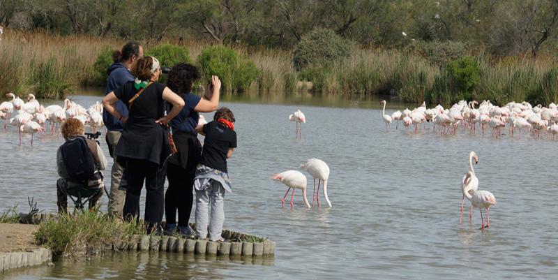 Les oiseaux passent l'hiver en Camargue au Parc du Pont de Gau