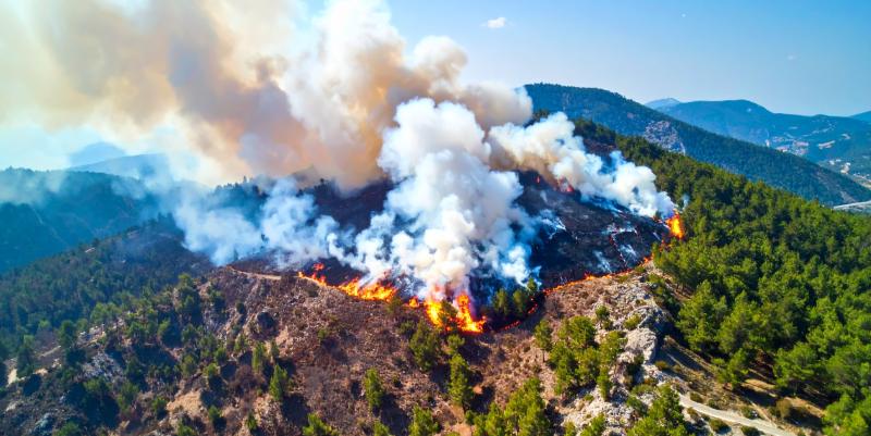 illustration de La Météo des forêts : un outil pour prévenir les incendies