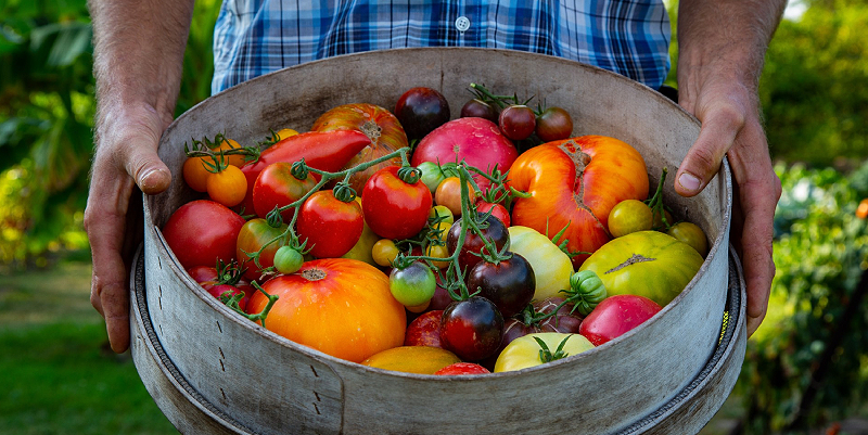 illustration de Balade au Conservatoire national de la tomate