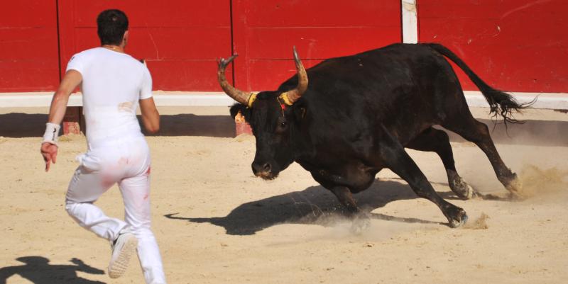 illustration de Découvrez la course camarguaise à Palavas-les-Flots