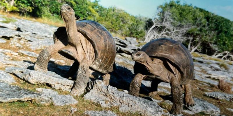 Le village des tortues vous accueille au cœur de la Provence