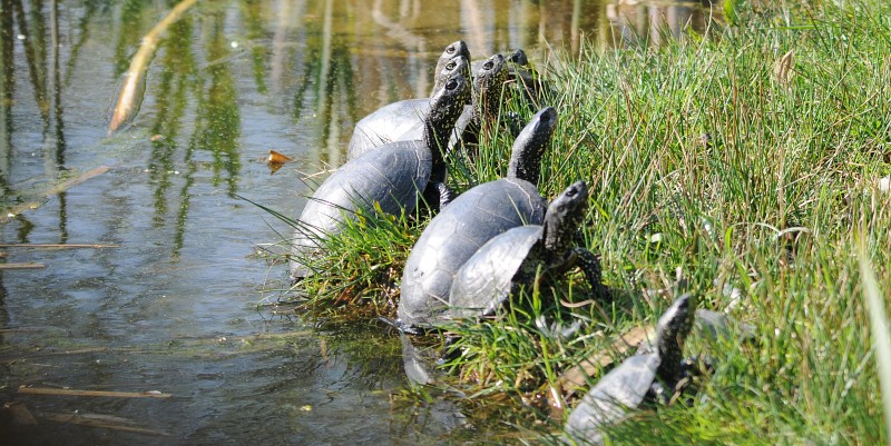 illustration de Nurserie de tortues cistudes au Parc de la Haute Touche