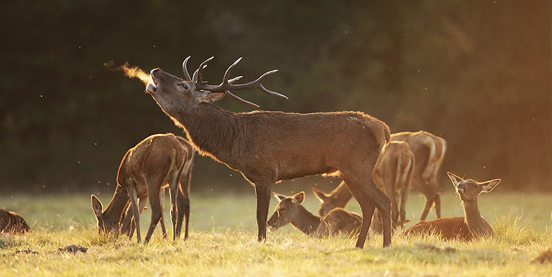 illustration de Le brame du cerf au de la forêt de Cheverny