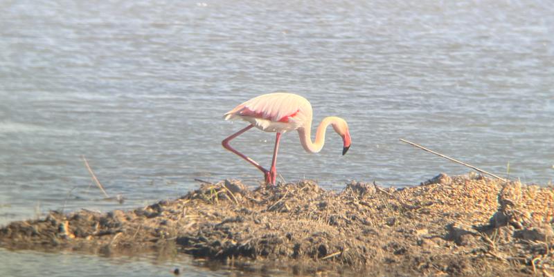illustration de Safari nature en Camargue : immersion dans la réserve du petit Rhône
