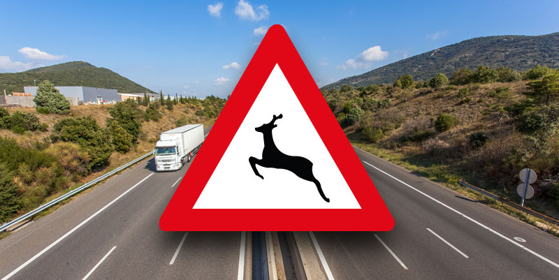 illustration de Bien réagir quand un animal est signalé au bord de l'autoroute