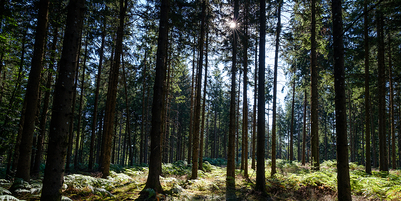 Les Nuits des Forêts dans toute la France