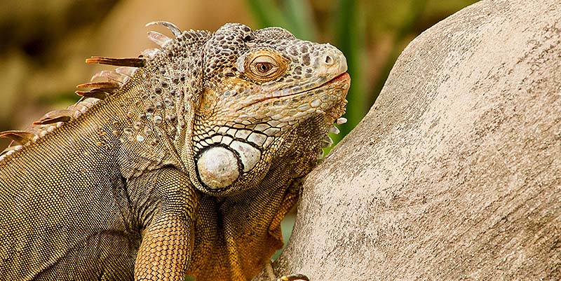La Ferme aux Crocodiles dans la Drôme