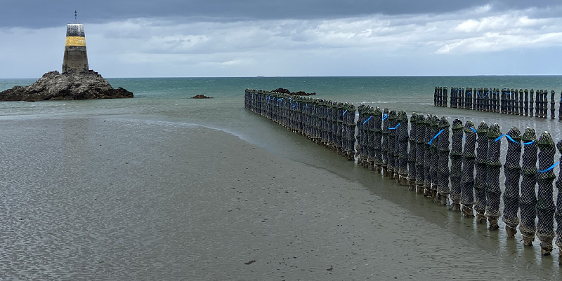 illustration de Les moules de bouchot en Bretagne