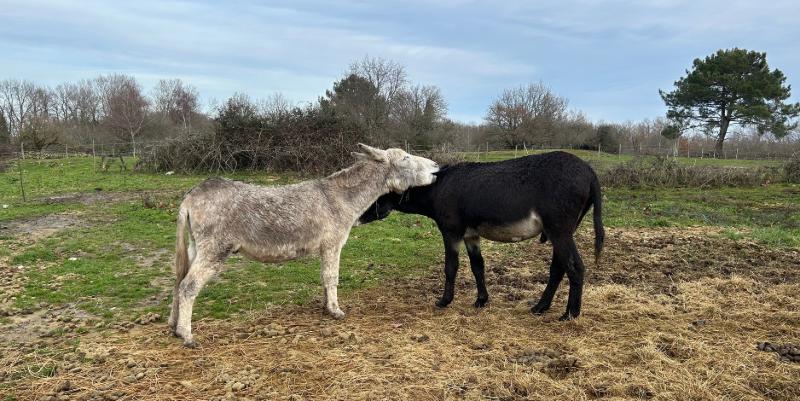 ''Culture d’âne'' : immersion dans l’asinerie du Médoc et ses 22 pensionnaires
