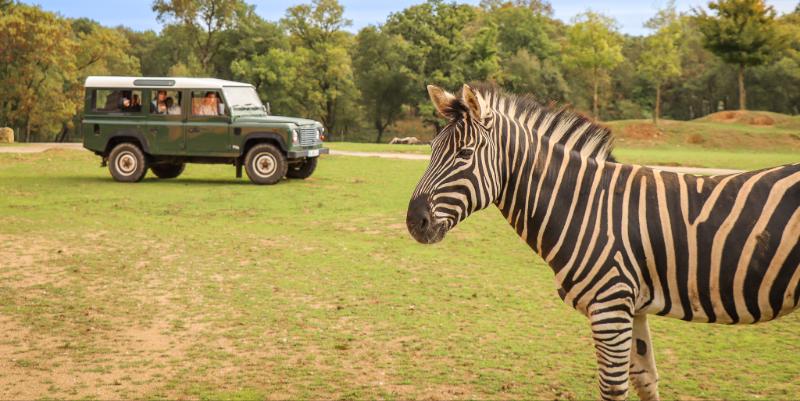 Safari VIP près de Nantes : une visite en petit comité pour mieux comprendre les animaux