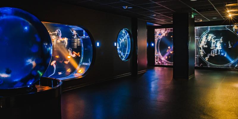 Plongez au cœur de la vie marine à Biarritz