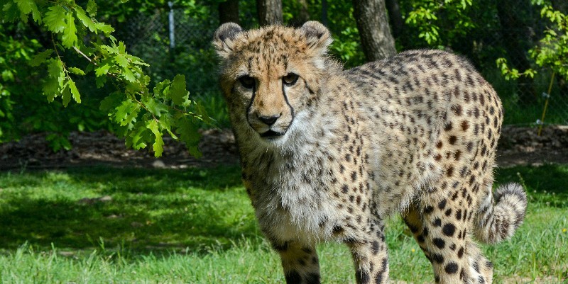 Le Safari de Peaugres en Ardèche