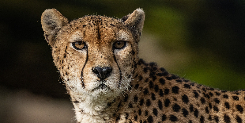 illustration de Immersion Sauvage au Zoo de Bordeaux-Pessac
