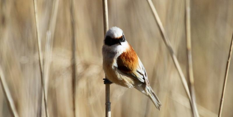 Les oiseaux passent l'hiver en Camargue au Parc du Pont de Gau