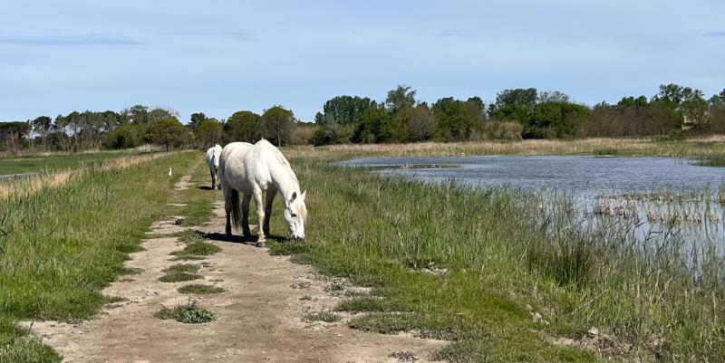 illustration de Safari nature en Camargue : immersion dans la réserve du petit Rhône
