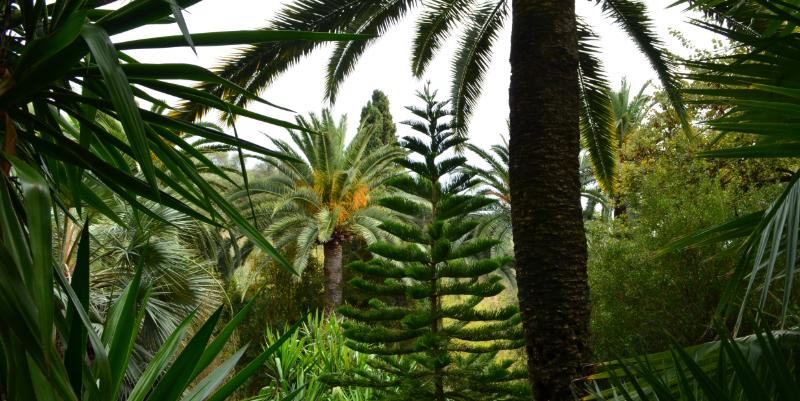 illustration de Le jardin Val-Rahmeh de Menton fête ses 150 ans