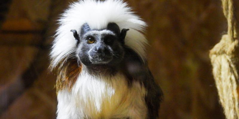 Exotic Park : un voyage animalier à Lescar, près de Pau
