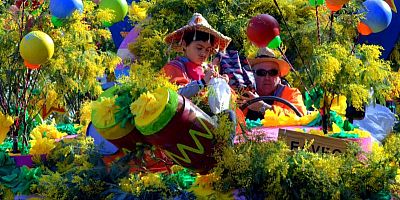 Le mimosa en fête à Saint-Trojan-les-Bains sur l'île d'Oléron