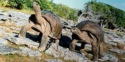 Le village des tortues vous accueille au cœur de la Provence