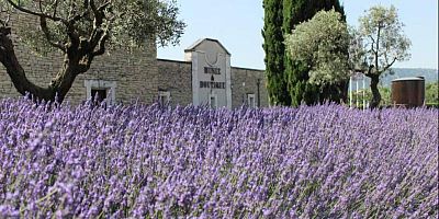 Au cœur du Luberon, la lavande se raconte autant qu’elle se respire.