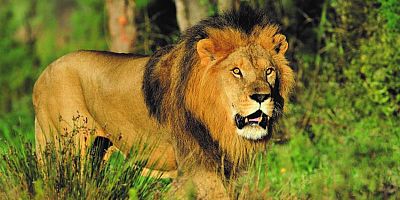 À la rencontre de la faune sauvage à la réserve africaine de Sigean