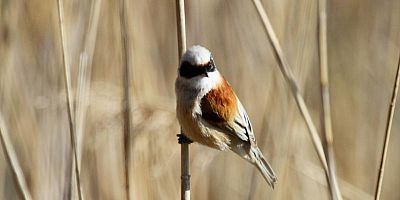 Les oiseaux passent l'hiver en Camargue au Parc du Pont de Gau